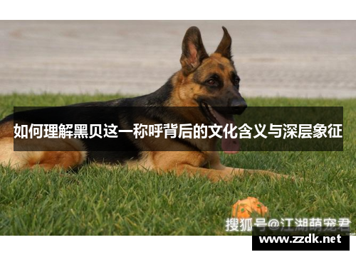 如何理解黑贝这一称呼背后的文化含义与深层象征